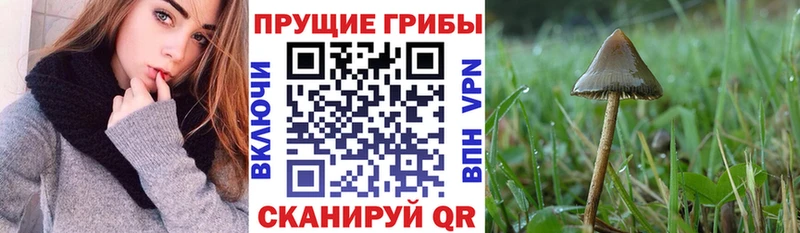 купить наркоту Армавир мега как войти даркнет Telegram Псилоцибиновые грибы мухоморы