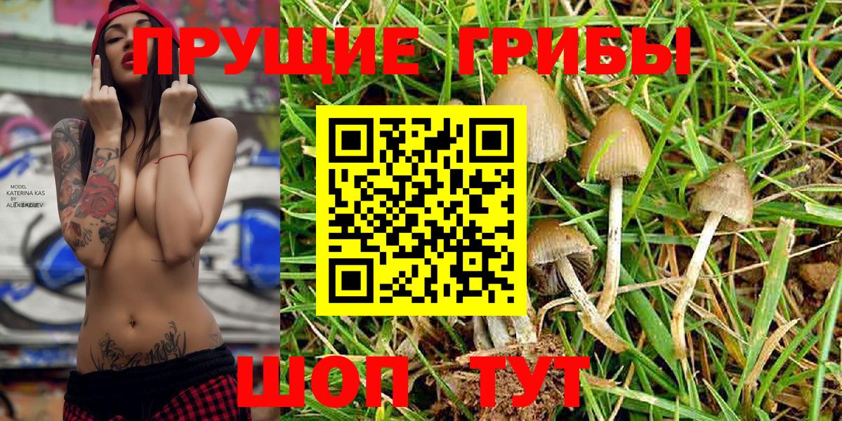 Псилоцибиновые грибы Psilocybine cubensis Армавир